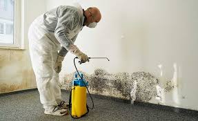 Best Black Mold Removal  in Cedar Point, NC